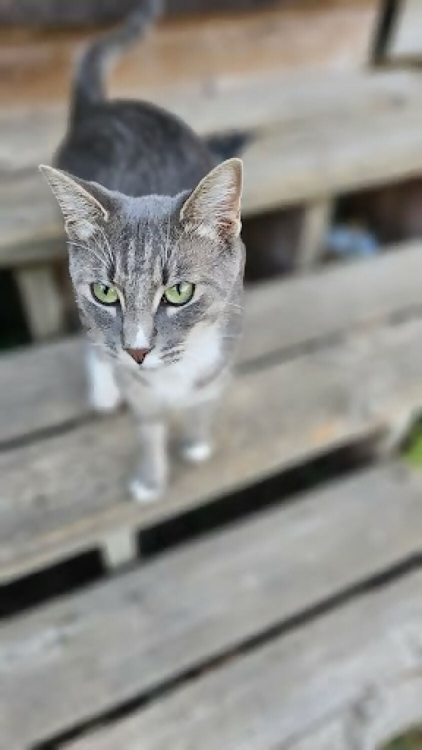 stray cat grey stripe 2 phytu limitless love animal rescue 3