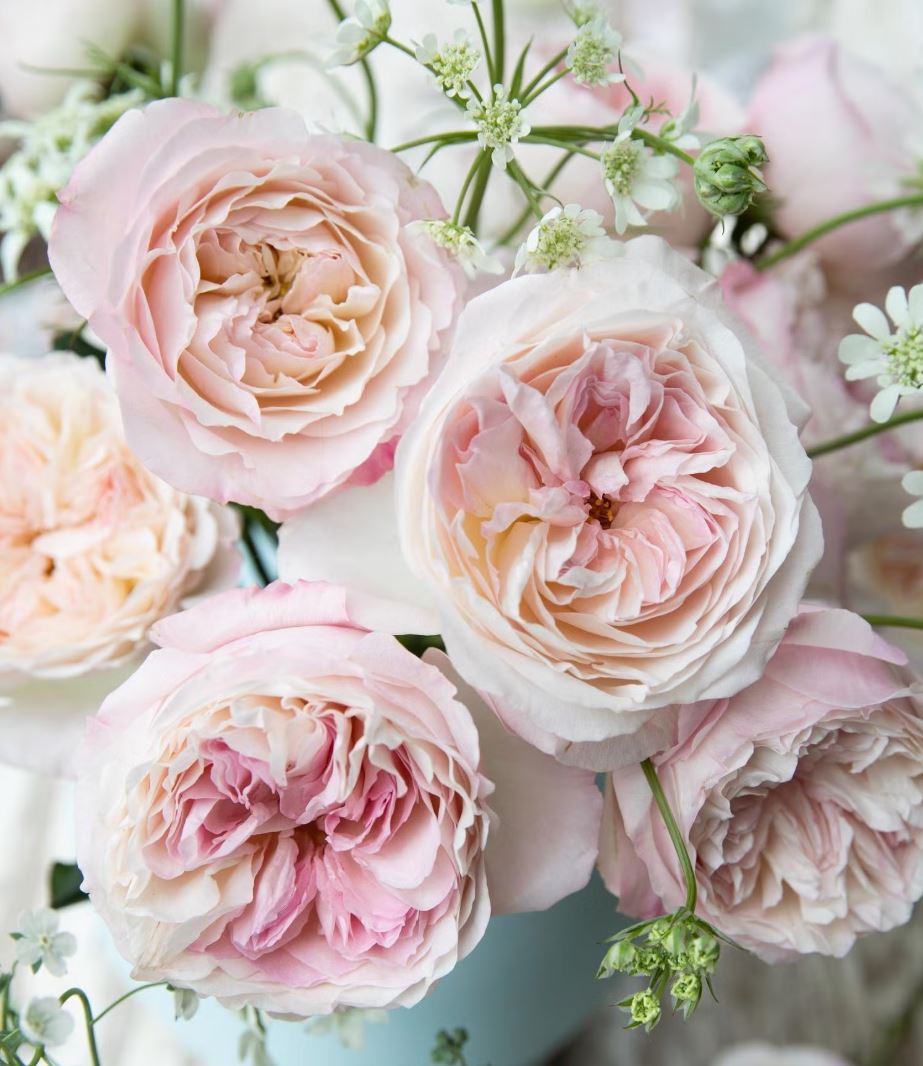 96 stems (8 dozens) of mixed David Austin Roses - Juliet Constance Keira Beatrice Miranda Edith Effie Eugenie Millicent Hettie etc