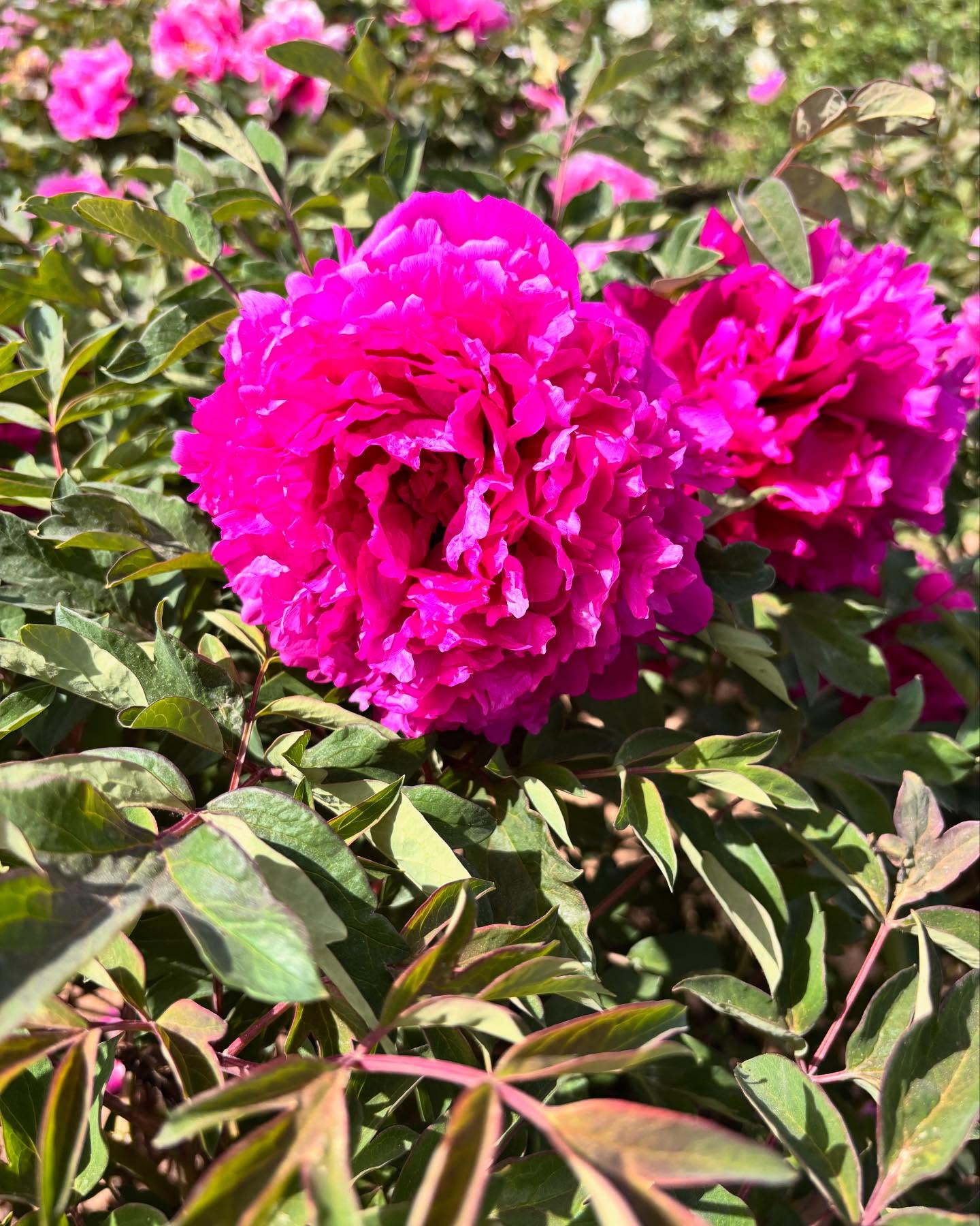"Li xiang" large flower tree peony
