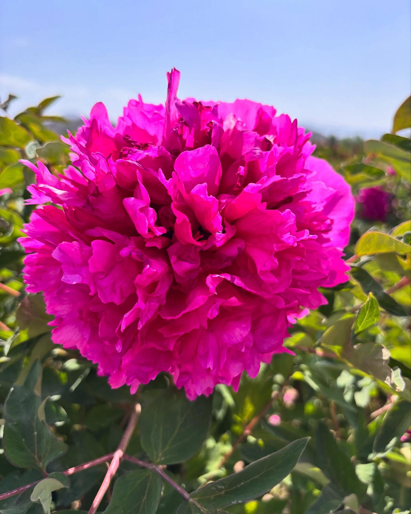 "Li xiang" large flower tree peony