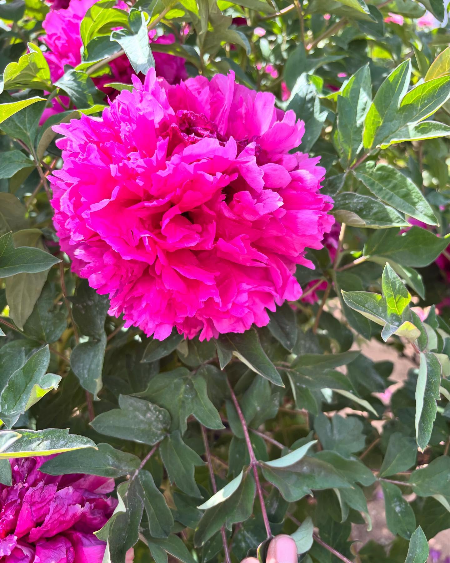 "Li xiang" large flower tree peony