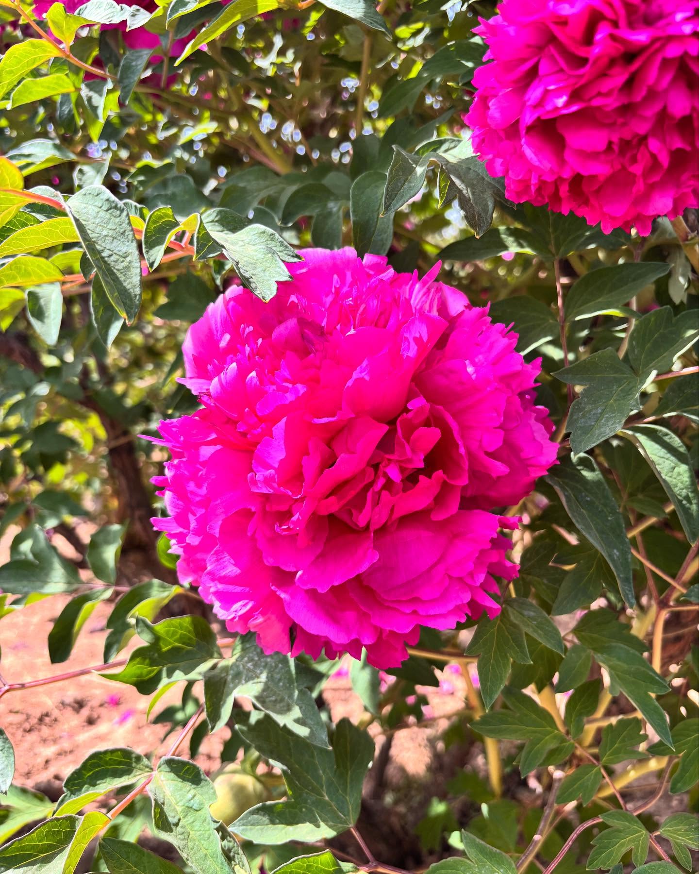 "Li xiang" large flower tree peony