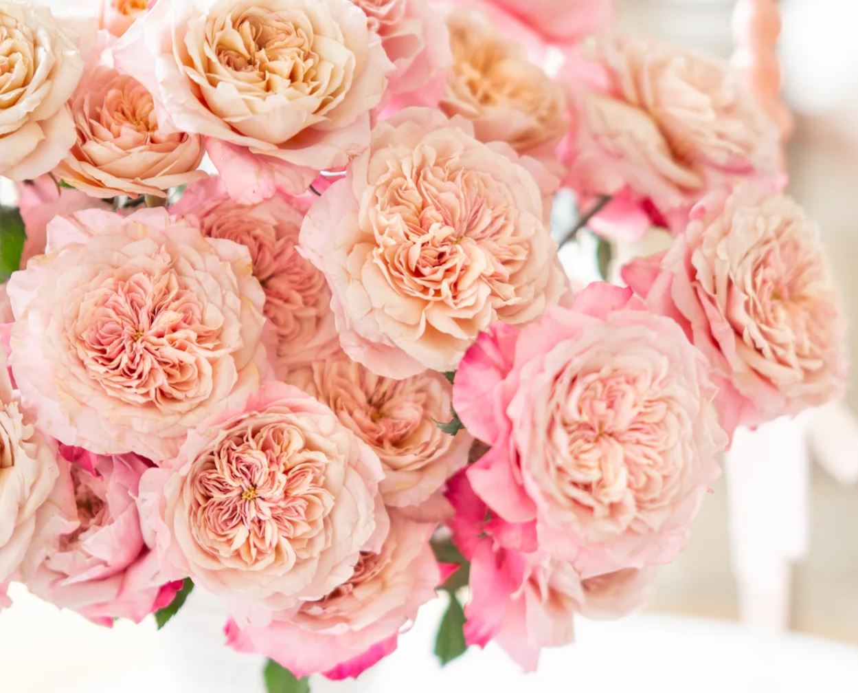 12 roses Miyabi deluxe, unique garden roses