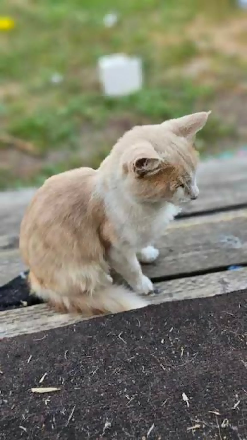stray cat orange stripe 2 phytu limitless love animal rescue 3