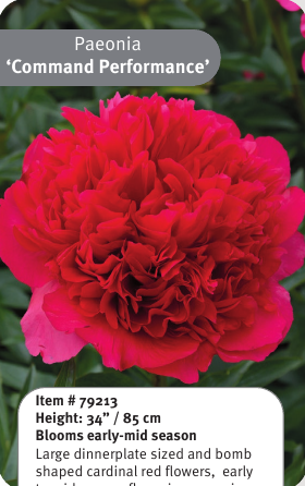 Peony Command Performance