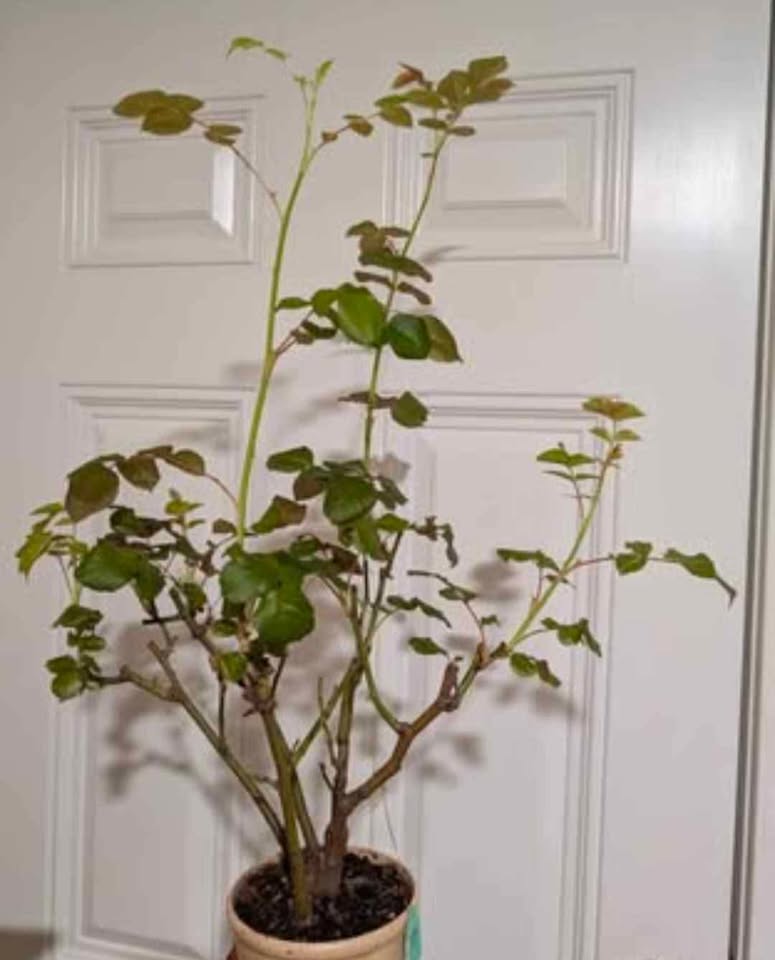Tsumugi lookalike garden rose plant large flower bush deciduous shrub