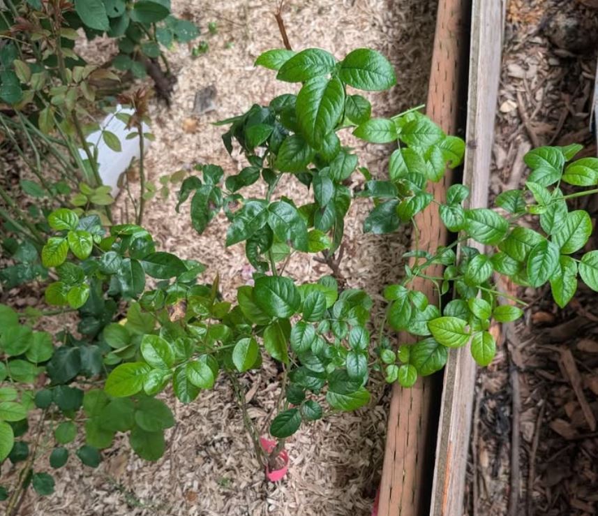 Pink Pie garden rose plant large flower bush deciduous shrub
