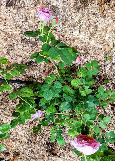 Mansfield Park lookalike garden rose plant large flower bush deciduous shrub