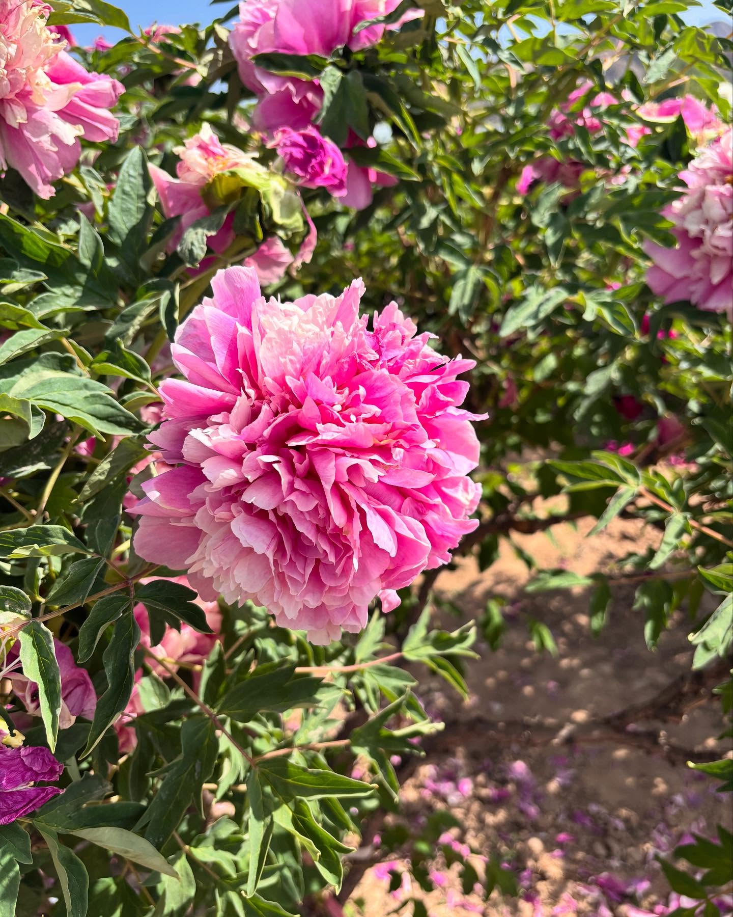 Mixed seeds large flower tree peony