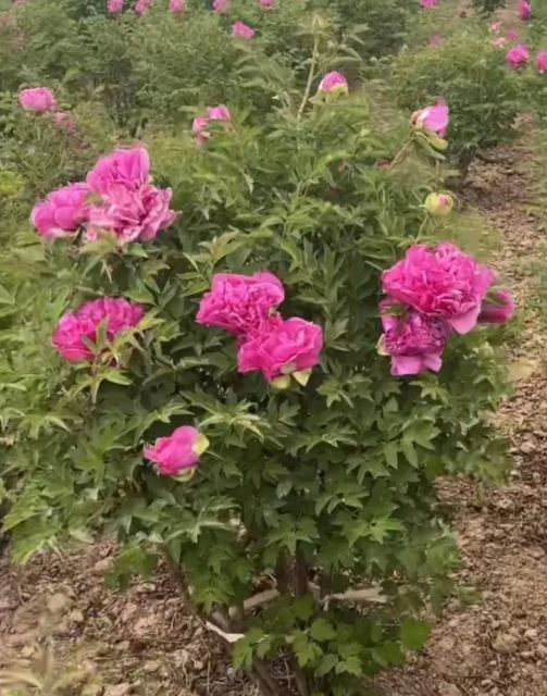 Mixed seeds large flower tree peony