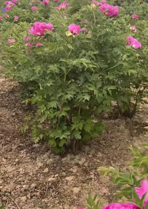 Mixed seeds large flower tree peony