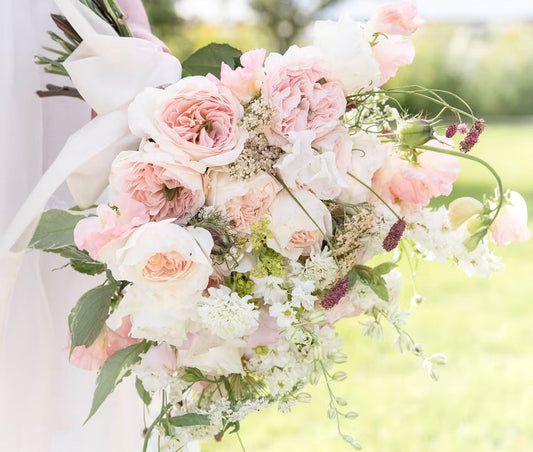 12 roses Charity David Austin deluxe, unique garden roses