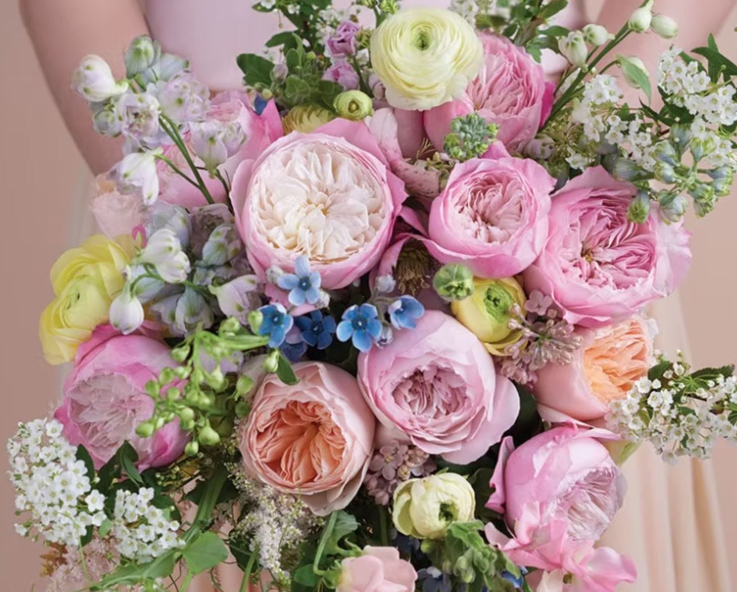 12 roses Constance David Austin deluxe, unique garden roses