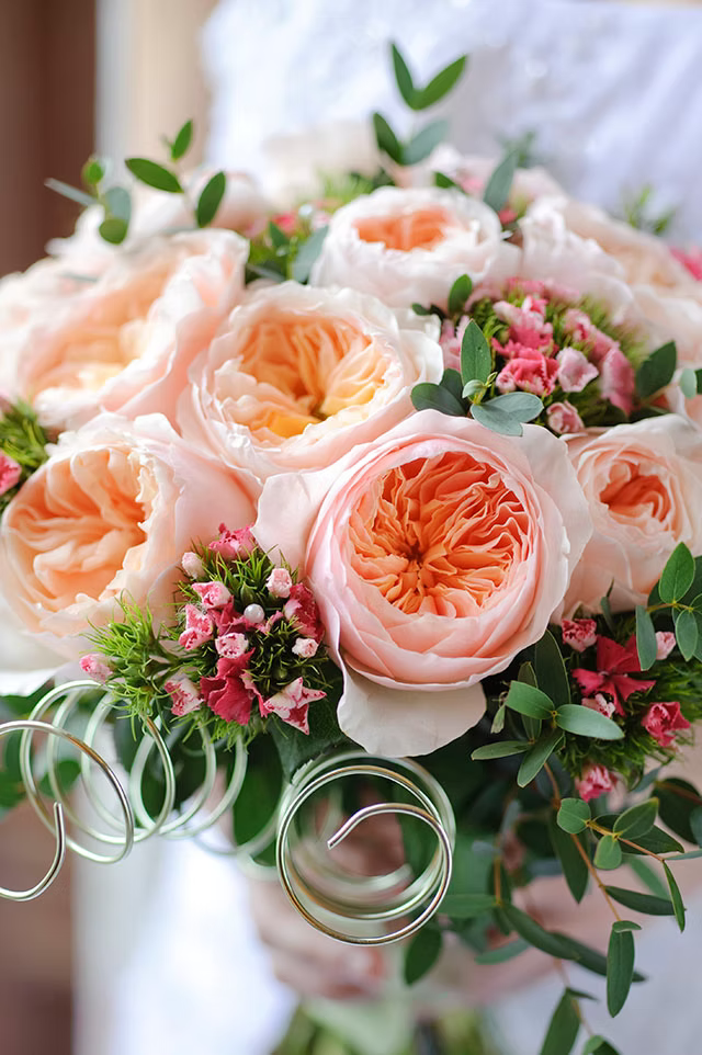 12 roses Juliet (Ausjameson) David Austin deluxe, unique garden roses