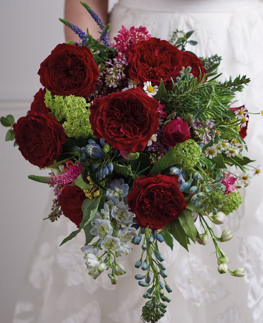 12 roses Tess David Austin, deluxe, unique garden roses