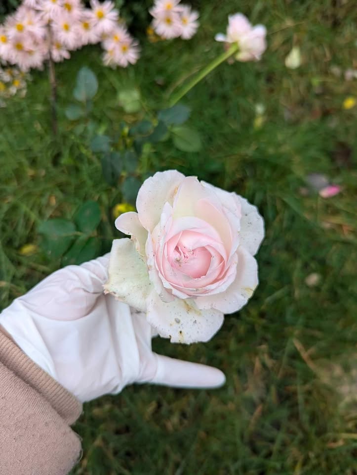 Pale pink & cream wedding garden rose plant large flower bush deciduous shrub