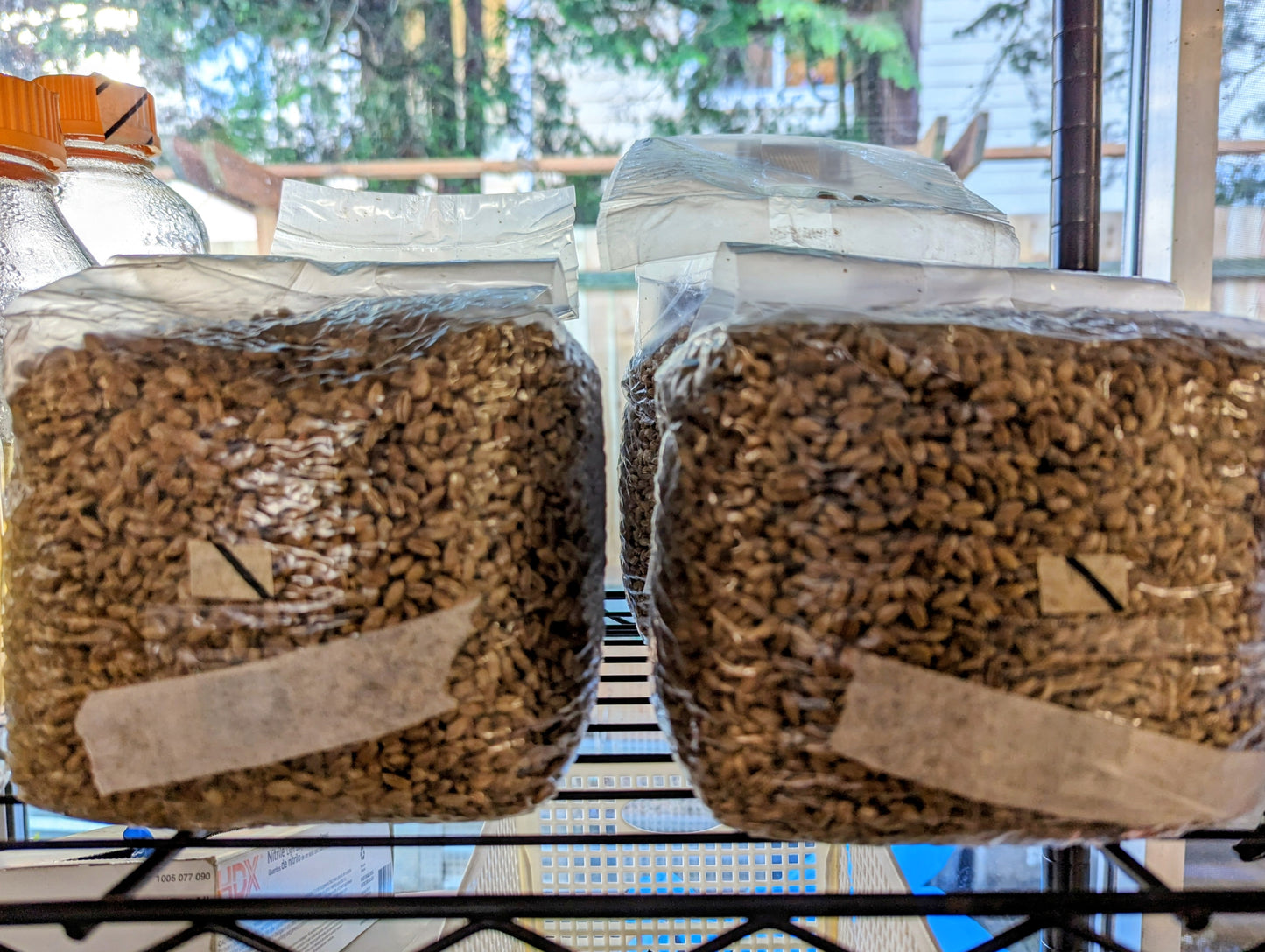 Free gourmet mushroom liquid spore