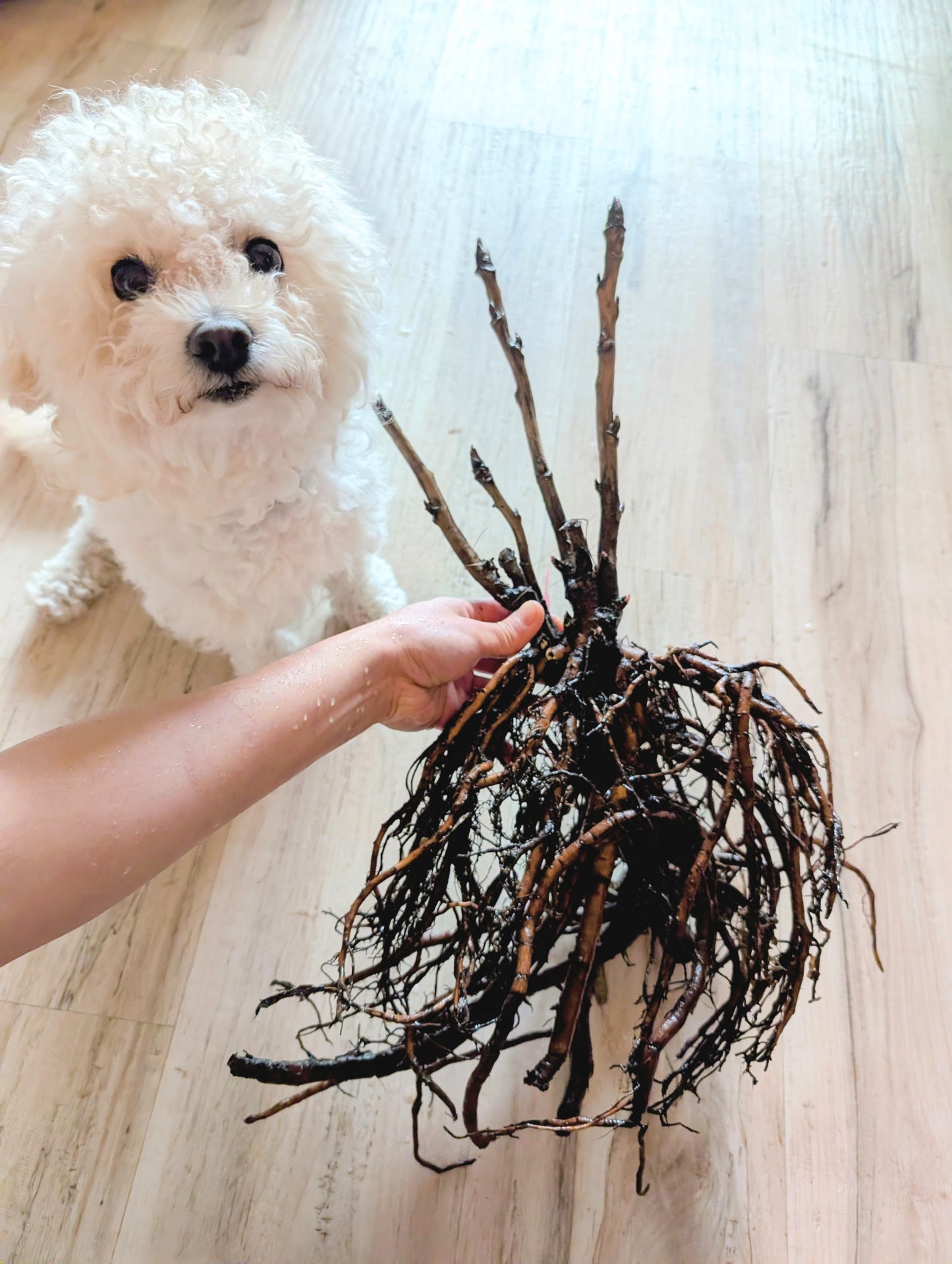 Mixed seeds large flower tree peony
