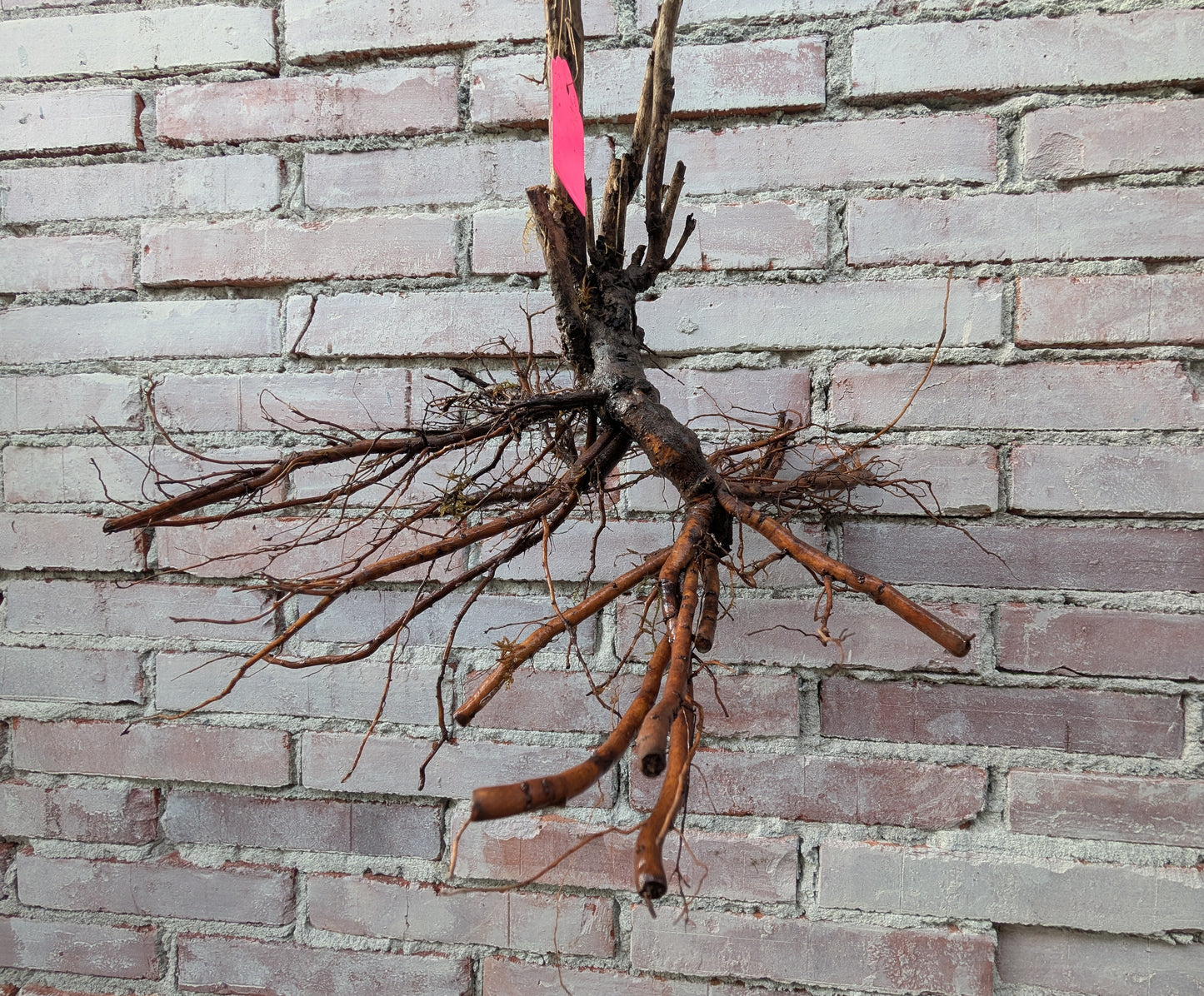 "Coral Terrace" fragrant large flower tree peony