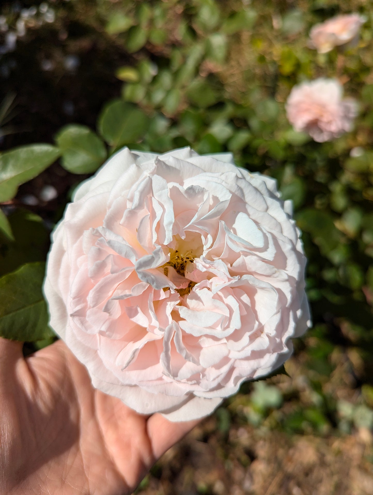 Free few thorn apricot rose plant cuttings