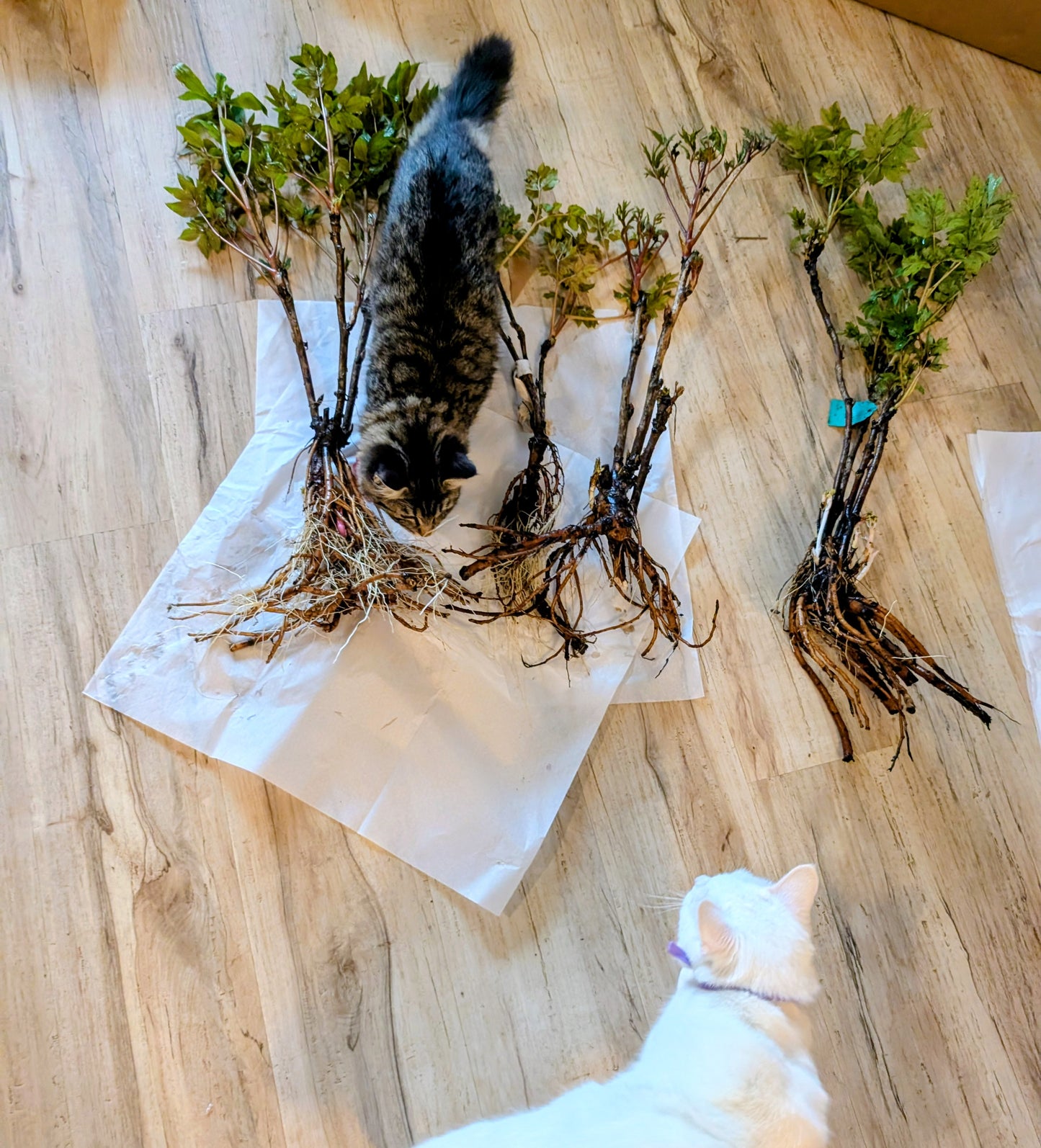 Random and lost tag large flower tree peony