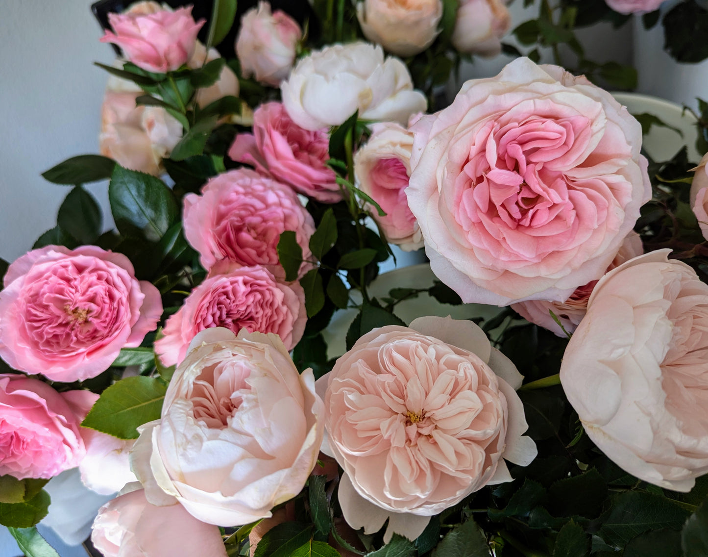 Mariatheresia lookalike garden rose plant flower bush shrub