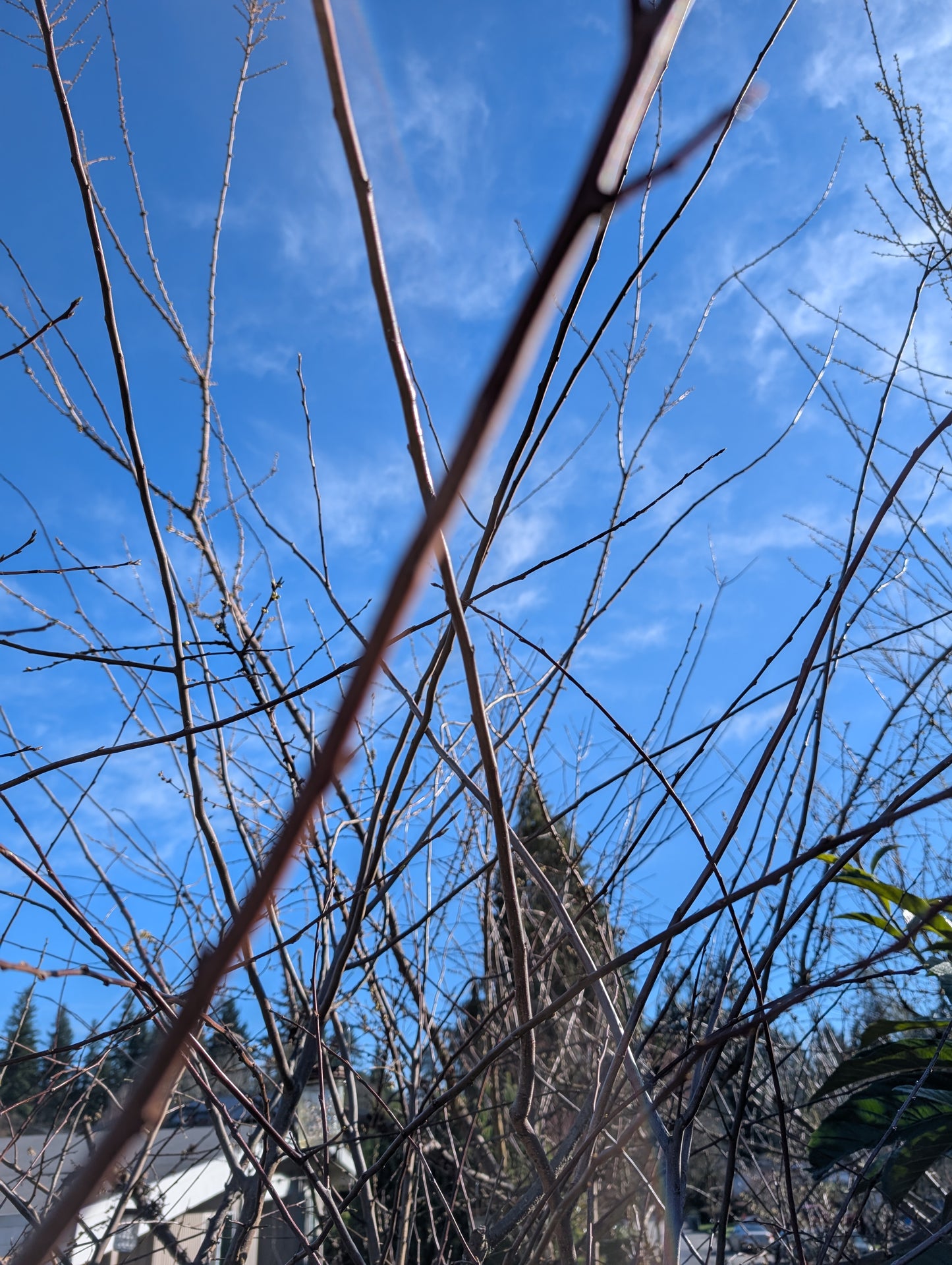 Free apricot plant cuttings