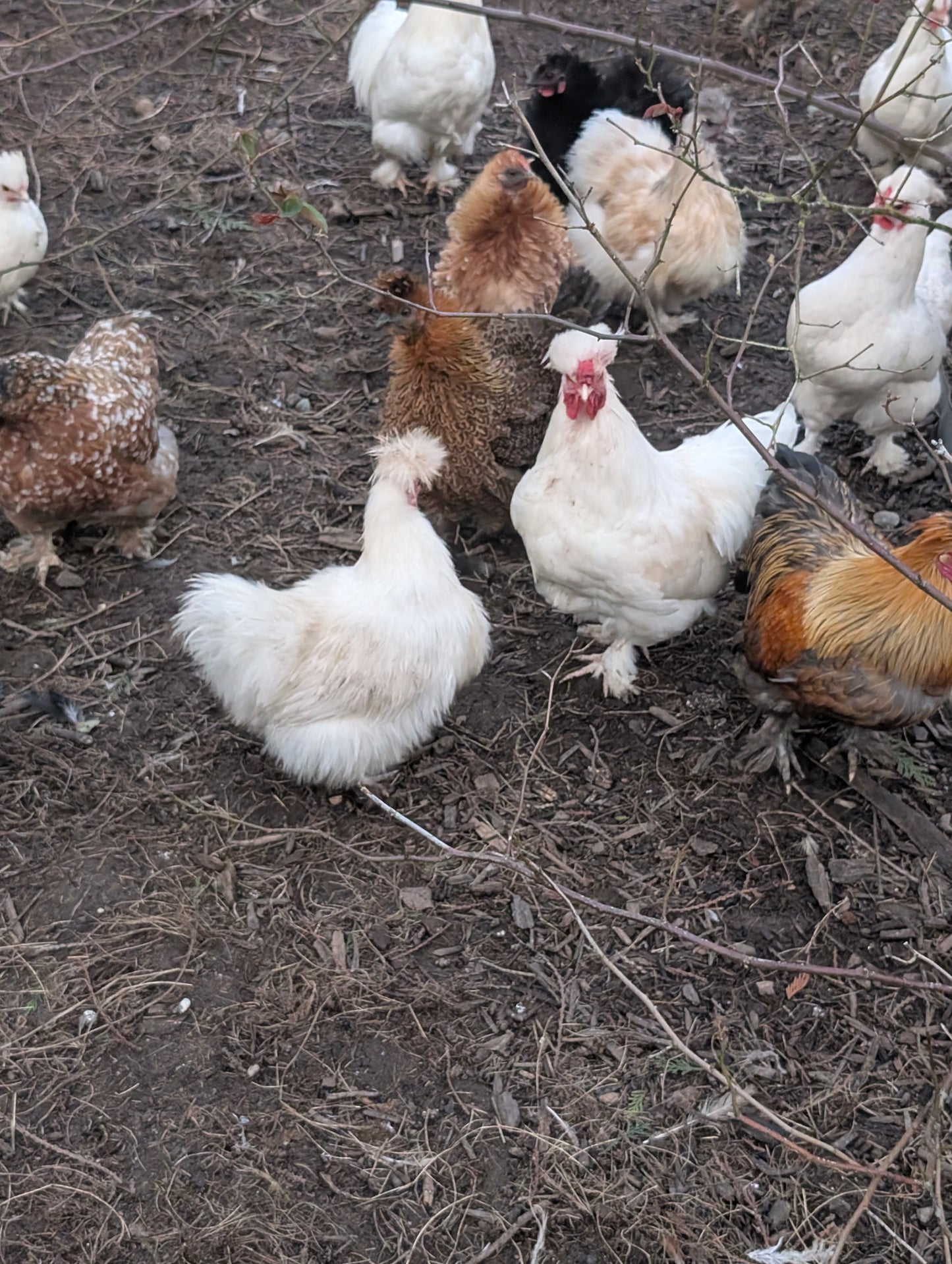 Free small bantam mixed color frizzle rooster