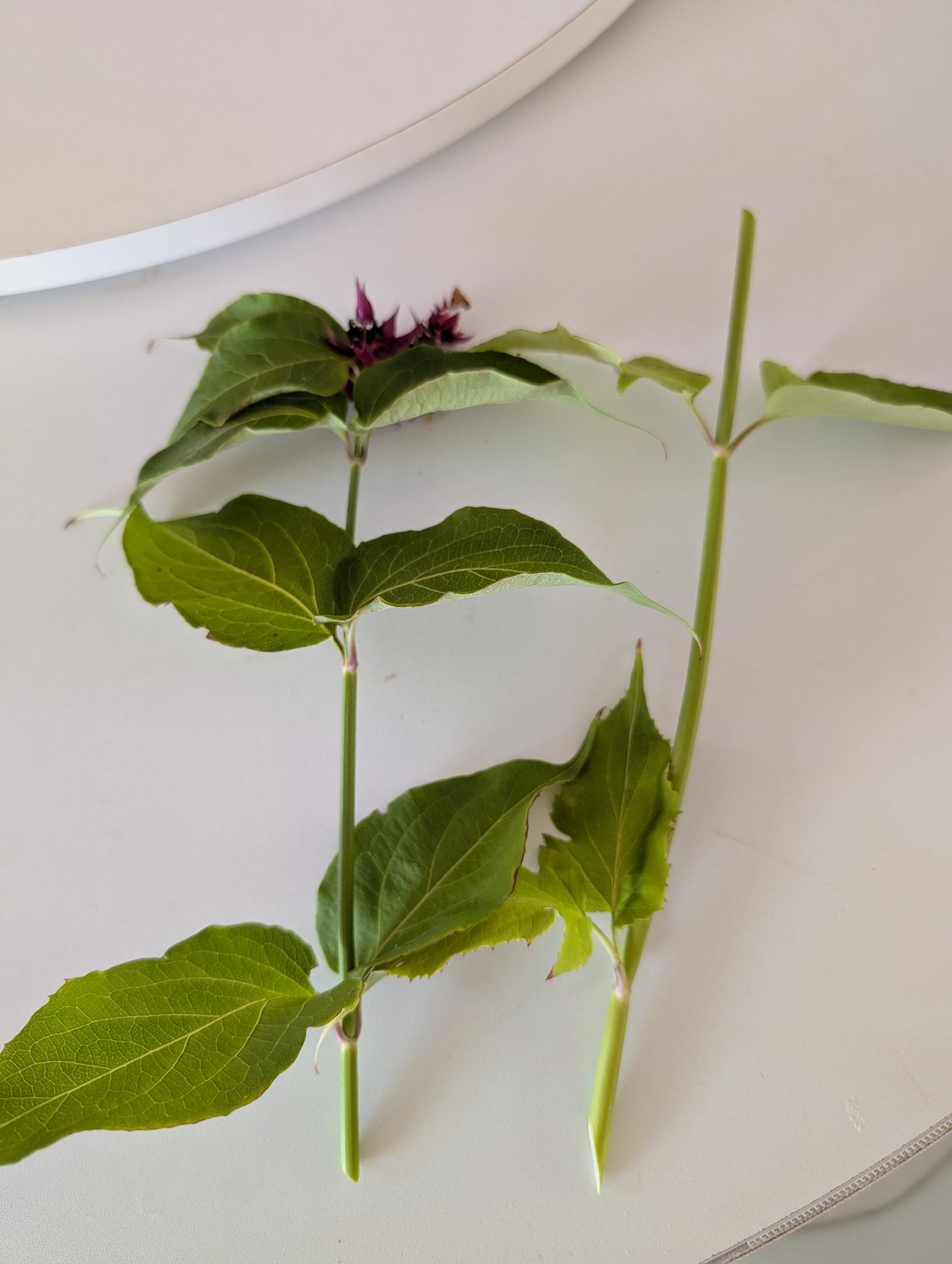 Free Himalayan honeysuckle seeds and cuttings