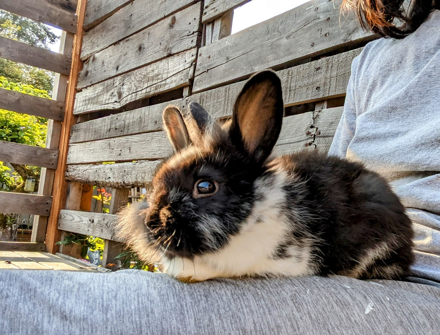 2-6 month old bunny rabbits