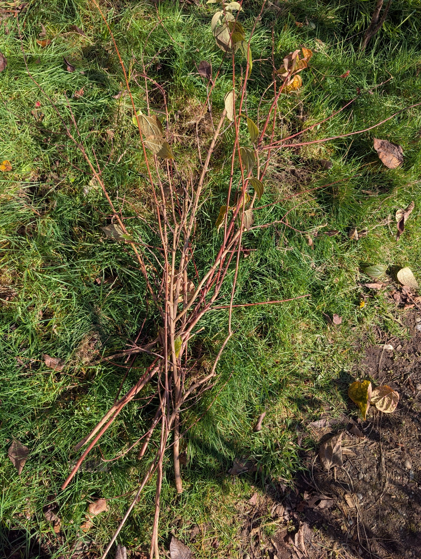 Free Mock Orange plant cuttings