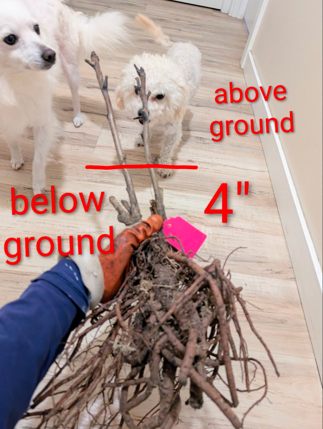 "Golden pavilion" large flower Japanese tree peony