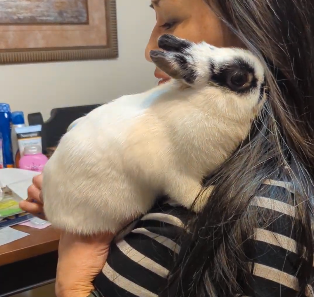 2 years old spayed Netherland dwarf bunny rabbit