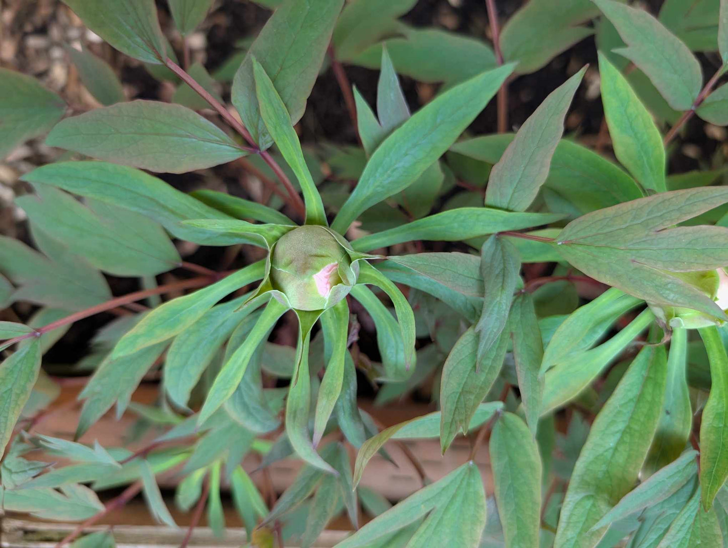 "Fire beacon tower" large flower tree peony