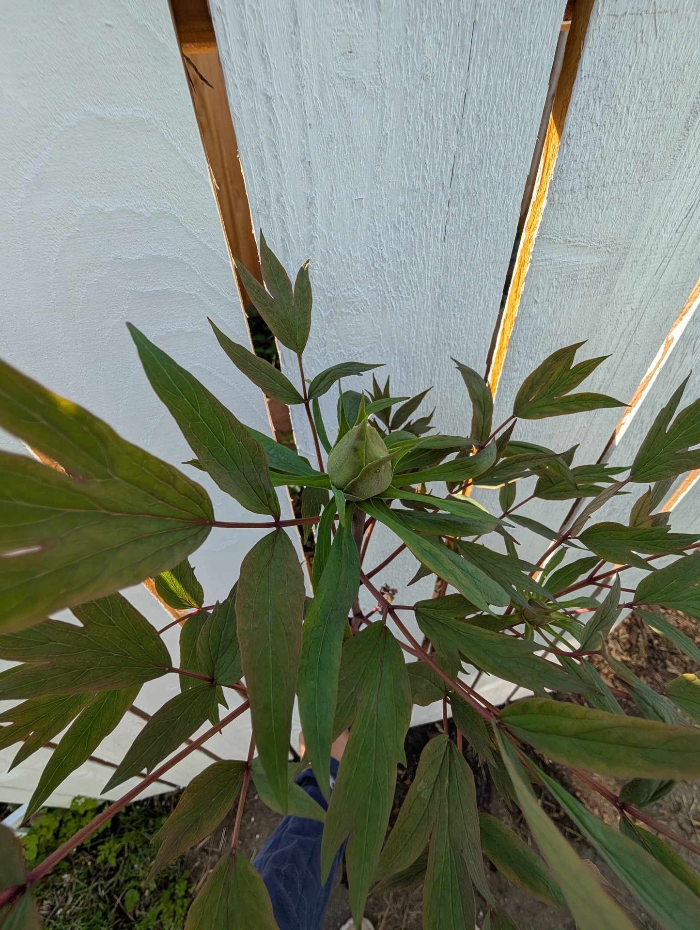 Random and lost tag large flower tree peony