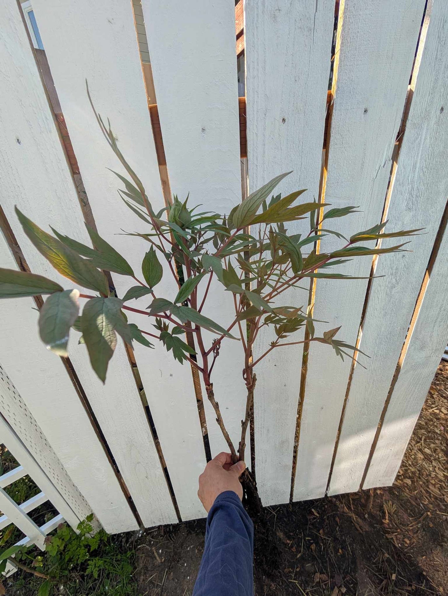 Random and lost tag large flower tree peony
