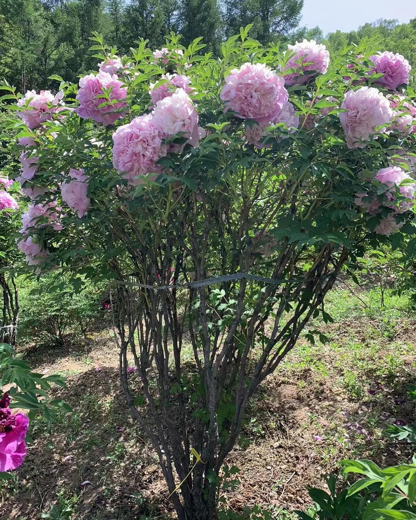 Mixed seeds large flower tree peony