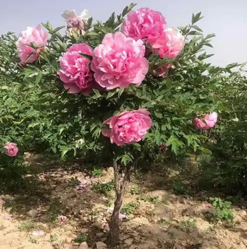 Mixed seeds large flower tree peony