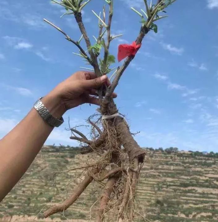 "Li xiang" large flower tree peony