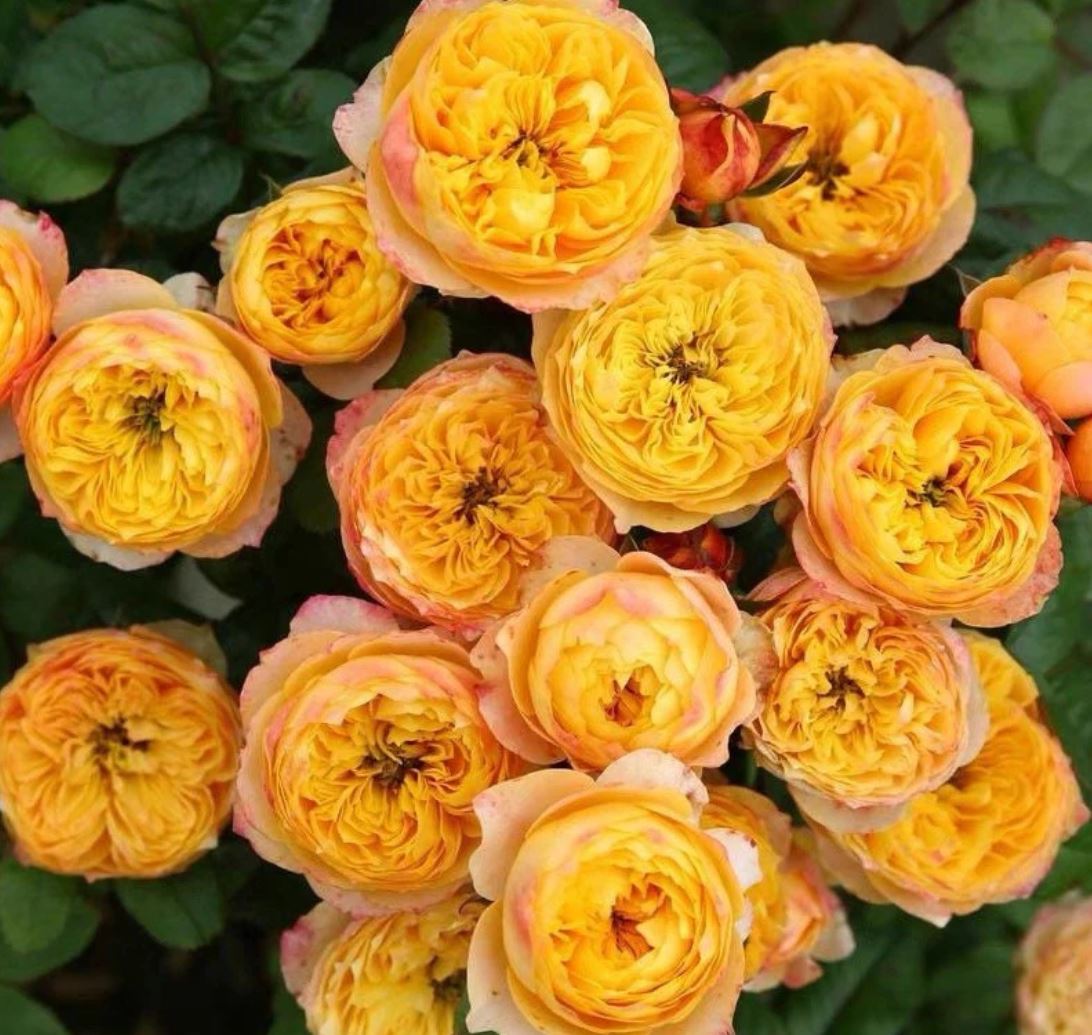 Golden Vuvuzela lookalike wedding garden rose plant large flower bush deciduous shrub