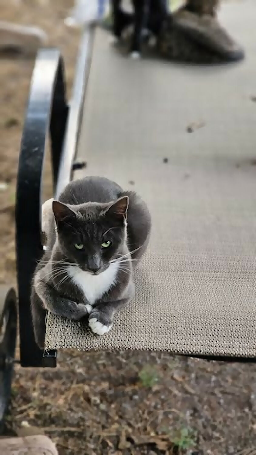 stray cat grey 1 phytu limitless love animal rescue 3