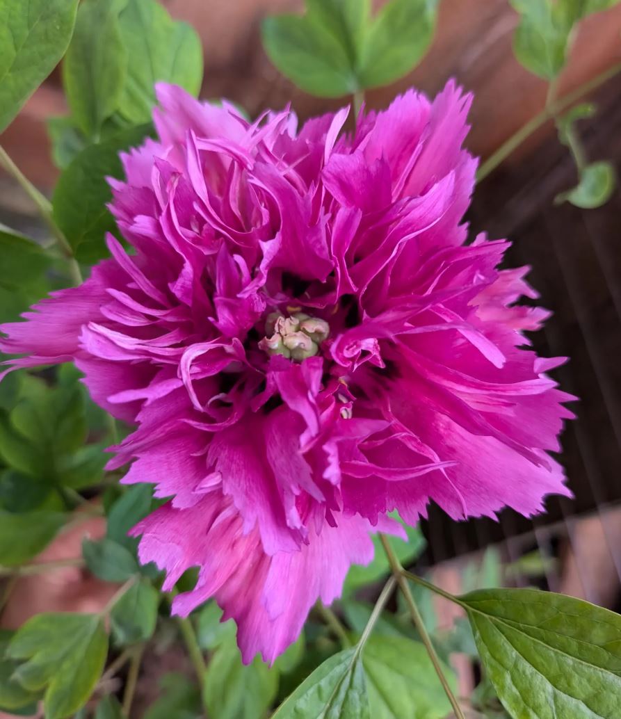 Random and lost tag large flower tree peony
