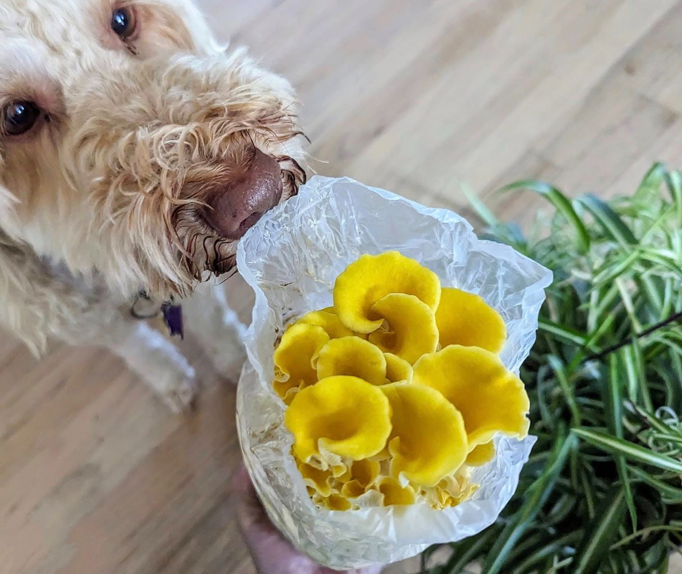 Plant, mushroom, water, soil care