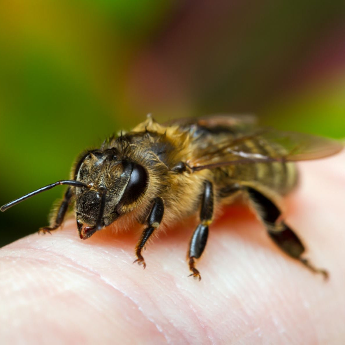 Bee friendly