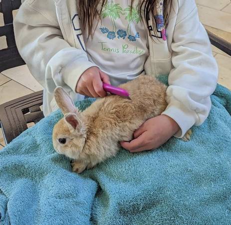 Regular daily animal care