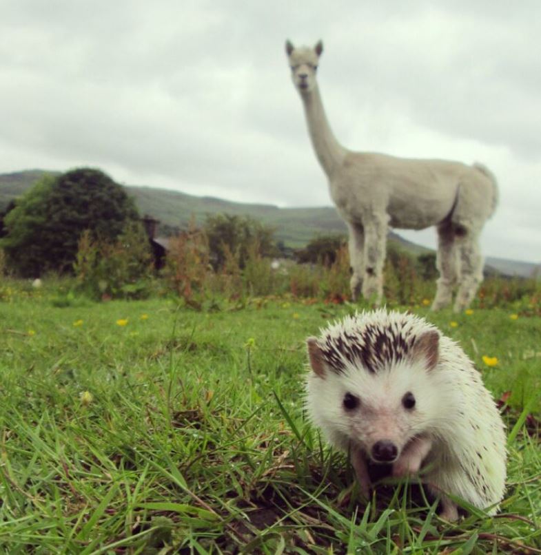 Animal medical, dental care & physical rehab