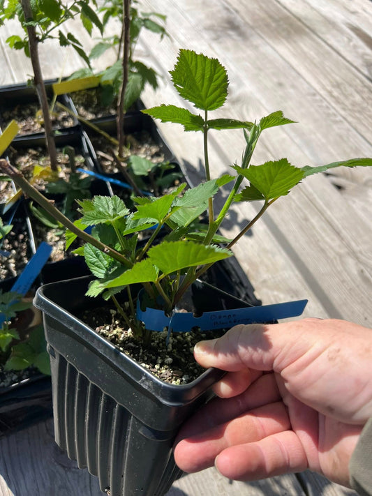 Osage Blackberry