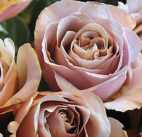 Cafe Latte Garden Rose (12 Stems)
