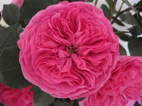 Baronesse Garden Rose (12 Stems)