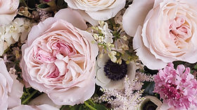 Pink Butterfly Spr Garden Rose (12 Stems)